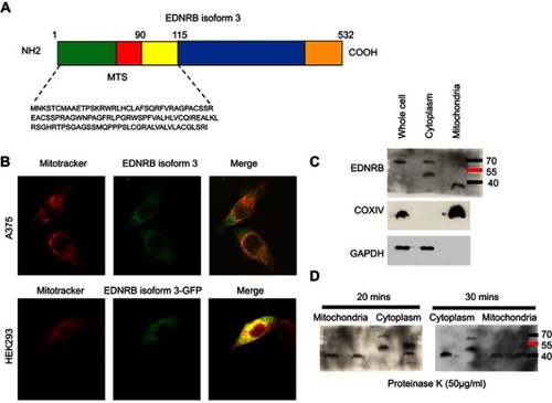 Figure 1 EDNRB isoform 3 is targeted to mitochondria. (A) EDNRB isoform 3 was predicted to contain a mitochondrial targeting sequence at the N terminus using Mitoprot and iPSORT. (B) Endogenous EDNBR and transiently expressed EDNRB isoform 3-GFP colocalizes with mitochondria in A375 and HEK293 cells. (C). Mitochondria were stained using Mitotracker Red and visualized under confocal microscopy. (C) Subcellular distribution of EDNRB isoform 3 by western blot. Membrane was probed with EDNRB C terminus antibody (ab117529), which detected a ∼40 kDa band in mitochondrial extract. GAPDH and COXIV were used as markers for the cytosolic and mitochondrial fractions, respectively. (D) Mitochondrial or cytosolic fractions were treated with the indicated concentrations of proteinase K and analyzed by immunoblotting.