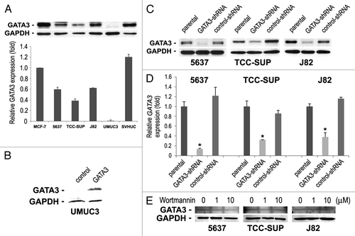 Figure 1. The expression of GATA3 in human bladder cell lines. (A) Cell extracts from 5637, TCC-SUP, J82, UMUC3, and SVHUC were analyzed on western blotting, using an antibody to GATA3 (50 kDa). A breast cancer cell line MCF-7 was used as a positive control. GAPDH (37 kDa) served as an internal control. Relative densitometry values (mean + standard deviation; that in MCF-7 set as one-fold) for GATA3 bands standardized by GAPDH that are relative to those from at least three independent experiments are indicated in the lower panel. Total proteins extracted from (B) UMUC3 transfected with a plasmid (GATA3 or control) or (C) 5637, TCC-SUP, and J82 (parental, GATA3-shRNA, and control-shRNA) were immunoblotted for GATA3 and GAPDH. (D) GATA3 mRNA expression was analyzed in the three lines with or without GATA3-shRNA by a quantitative RT-PCR. Expression of GATA3 was normalized to that of GAPDH. Transcription amount is presented relative to that of parental cells (set as one-fold). Each value represents the mean + standard deviation from three independent experiments. *P < 0.01 (vs. control-shRNA). (E) Total proteins extracted from 5637, TCC-SUP, and J82 cells treated with 0–10 μM wortmannin for 48 h were immunoblotted for GATA3 and GAPDH.