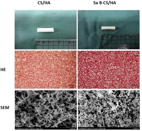 Figure 1 HE staining and SEM micrographs of CS/HA (left) and Sa B-CS/HA (right).Notes: HE ×40, bar 250 μm; SEM ×300, bar 100 μm.