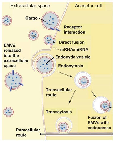 Figure 7 Current working hypotheses for the different modes of interaction of EMVs released from donor cells into the extracellular space with target acceptor cells.