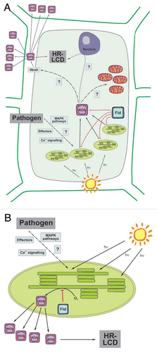 Figure 1 Schematic diagram of ROS signaling for the LCD associated to the HR in a plant-pathogen interaction. (A) Recognition of an invading pathogen triggers light-dependent ROS production in chloroplasts. Chloroplast-generated ROS then signal for further ROS production in the apoplast by directly or indirectly activating RboH-type NADPH oxidases, which are involved in propagation of the signal to adjacent cells. There is also a relay of information to the nucleus and mitochondria. Altogether, the different signaling factors lead to the establishment of LCD. (B) Flavodoxin (Fld) expression in chloroplasts specifically blocks ROS generation in this organelle, delaying the appearance of LCD symptoms. This experimental evidence supports the central role played by chloroplasts in the signaling pathways for HR-associated LCD.