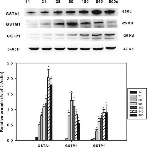 Figure 6. Age-related expression of GSTA1, GSTM1 and GSTP1 in livers of rats. Livers from male SD rats at the neonatal age (14 days of age), at weanling (21 days of age), at adult (60 and 180 d), and at aging (540 and 800 d), were collected to extract protein. Expression of GSTA1, GSTM1 and GSTP1 was determined by western-blots from different blot analysis. Photos shows the representative blots from 3 separate analysis, and the statistical analysis (n = 3) was shown in the bottom. *Significant from 14 d, P < 0.05.