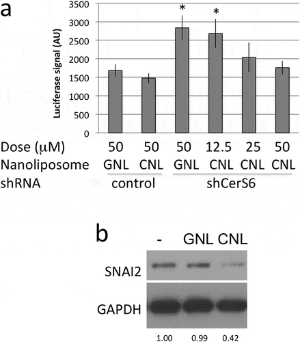 Figure 4. CNL reduce transcriptional activation and expression of SNAI2. (a) HEK293 cells co-transfected with control or CerS6 shRNA and the SNAI2-luciferase reporter were in parallel incubated with the indicated dose of ghost- or C6-ceramide nanoliposomes. Data shown are the average and standard deviation of the luciferase signal at 24h from two independent experiments each performed in triplicate. *p < 0.05. (b) SW480 cells expressing CerS6 shRNA were untreated (-) or incubated with 25μM GNL or CNL. A representative experiment is shown. Similar results were obtained in two independent experiments.