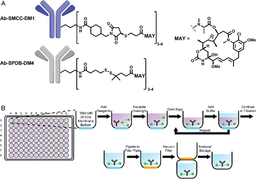 Figure 1. (A) Chemical structure of antibody-SMCC-DM1 and antibody-SPDB-DM4 conjugates. (B) Scheme of antibody conjugation described in this work.