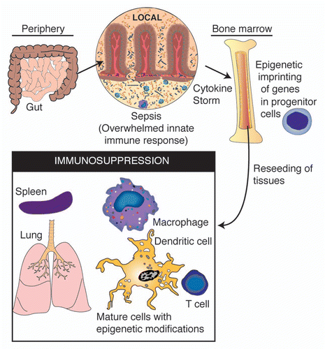 Figure 3 A schematic of the proposed feedback system between systemic inflammation and epigenetic imprinting of immune progenitor cells. In such a system, epigenetic modifications occur in progenitor cells during the acute phase of sepsis, resulting in re-seeding of tissues with daughter cells carrying similar histone modifications following recovery from sepsis.