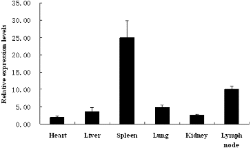 Figure 3. CSFV-infected field samples analysed using a real-time PCR.Note: Low relative expression levels of viral RNA were distributed among the heart, liver, lung and kidney samples; higher relative expression levels of viral RNA were detected in the spleen and lymph node samples of all infected pigs.
