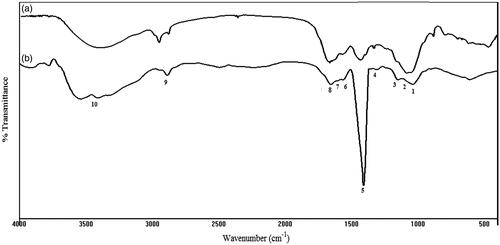 Figure 2. ATR-FTIR spectra of native HA (a) and LMWHA (b) extracted from rooster comb.