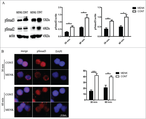 Figure 3. MENK inhibited Treg cells by affecting the phosphorylation and nuclear translocation of Smad2/3. (A),WB for analysis of phosphorylated Smad2/3. Band intensities were quantified using Quantity One version4.6.2 software. (B), The slides of cells were incubated with anti-phospho-Smad3 (1:200), and examined by Fluorescence Microscope with Digital CCD Imaging System. Analysis was done with ImageJ software. The data were representative of 3 separate experiments with similar results. The concentration for MENK treatment was 10−12 M. Data was presented as the mean±SD. *P < 0.05; **P < 0.01 vs. the RPMI 1640 group