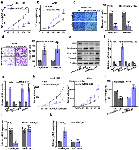 Figure 4. Knockout of hsa_circMMD_007 hindered the tumorigenesis of lung adenocarcinoma in vivo and in vitro. A-B: Considering NCI-H1299 cells, in comparison with the normal control (p < 0.001), the OD value was lower in sh-cirMMD_007. Considering A549 cells, when compared with the vector group, OD value was higher in cirMMD_007. C: When compared with the normal control group, the number of cells were lower in sh-cirMMD_007 group. D: When compared with the vector group, number of cells were higher in circMMD_007 group. E-G: Western blot and PCR were performed after regulating circMMD_007 expression. H: Considering NCI-H1299 cells, in comparison with the normal control (p < 0.01), the tumor volume was lower in sh-circMMD_007 group. Considering A549 cells, in comparison with the vector group (p < 0.01), the volume of the tumor was higher in circMMC_007 group. I: Considering NCI-H1299 cells, in comparison with the normal control (p < 0.01), the tumor weight was lower in sh-circMMD_007 group. Considering A549 cells, in comparison with the vector group (p < 0.01), the volume of the tumor was higher in circMMC_007 group. J: The expression of circMMD_007 was lower (p < 0.001), while the expression of UBAP2 mRNA exhibited no statistical difference. K: circMMD_007 expression was higher, while the expression of UBAP2 mRNA exhibited no statistical difference (p > 0.05).