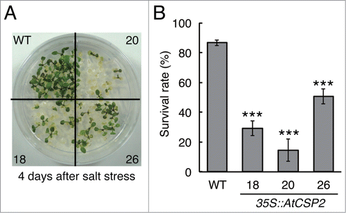 Figure 2. Salt tolerance of AtCSP2-overexpressing lines. (A) Phenotype of AtCSP2-overexpressing lines after recovery from salt treatment (185 mM NaCl, 2.5 days). The photograph was taken 4 d after recovery growth on MS medium without salt. (B) Survival rates were calculated from 3 independent experiments (n = 25). Data represent the means ±SD.