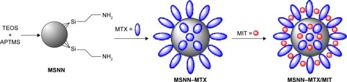 Figure 1 Preparation of MSNN−MTX/MIT.