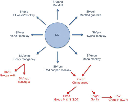 Figure 2 SIV strains and cross-species transmission to great apes and humans. Old World monkeys are naturally infected with over 40 different strains of SIV. These strains are species-specific and hence are denoted with a suffix to indicate their species of origin. Known cross-species transmission events to great apes and humans are highlighted in red.