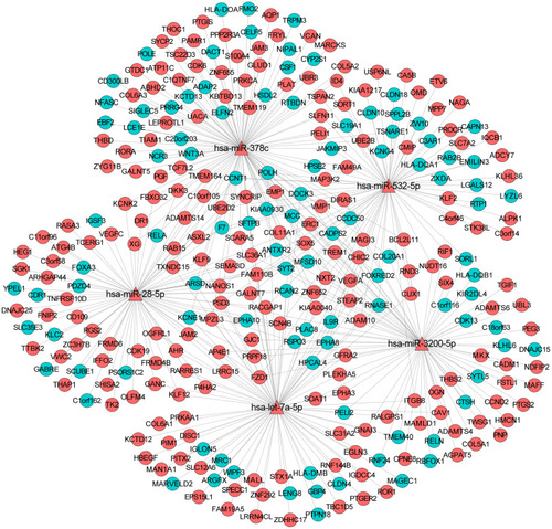 Figure 4 The sub-network of miRNA-target mRNAs between hsa-miR-378c, hsa-let-7a-5p, hsa-miR-28-5p, hsa-miR-3200-5p, hsa-miR-532-5p, and their targeted mRNAs in osteonecrosis of the femoral head. The triangle and circule represent the differentially expressed miRNAs and targeted differentially expressed mRNAs, respectively. The red and green color represent up-regulation and down-regulation, respectively.