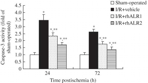 Figure 4. Effects of rhALR on caspase-3 activity. Caspase-3 activity significantly increased in kidneys subjected to renal I/R at 24 and 72 h compared with sham-operated animals. Elevated caspase-3 activity was significantly reduced by rhALR1 or rhALR2 administration compared with vehicle administration. Caspase-3 activity was lower in I/R+rhALR2 rats than in I/R+rhALR1 rats.Notes: Data are expressed as mean ± SD.*Denotes p < 0.05 versus the sham-operated group. **Denotes p < 0.05 versus the I/R+vehicle group.