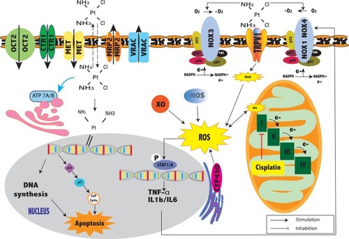 Figure 1 Schematic of the proposed mechanism of cisplatin transportation and the generation of ROS in CIHL. Cisplatin is transported into cochlear cells by membrane transporters, including copper transporter 1 (CTR1), organic cation transporter 2 (OCT2), and mechanoelectrical transduction (MET), and is excluded by copper-extruding P-type ATPases (ATP7A and ATP7B), multidrug resistance protein 2 (MRP2), and volume-regulated anion channels (VRAC). Cisplatin induces ROS production in the inner ear via NADPH oxidase (NOX), xanthine oxidase (XO), cytochrome P450 (CYP450), induced nitric oxide synthase (iNOS), and disturbances in the mitochondrial electron transport chain.