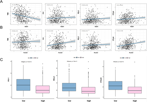 Figure 7 Correlation between characteristic genes, immune checkpoints, and risk score. (A) TMB, immune checkpoints with NOD1, Y-axis from left to right: TMB, PD-1, PD-L1, CTLA4; (B) TMB, immune checkpoints with PLCG1, Y-axis from left to right: TMB, PD-1, PD-L1, CTLA4; (C) expression of immune checkpoints in high and low-risk score groups. Y-axis from left to right: PD-1, PD-L1, CTLA4.