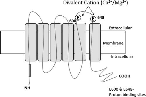 Figure 2. Transient receptor potential vanilloid-1 (TRPV1) [adapted from: Ahern et al. (Citation2005), and Aroke et al. (Citation2020)].