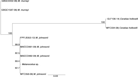 Fig. 7  Molecular genetic tree of selected anglerfish species based on the neighbour joining method, Kimura 2-parameter model and 1000 bootstrap replicates for mitochondrial cytochrome oxidase subunit I (COI) genes. Numbers beside each branch indicate bootstrap values above 50%. The scale bar is according to the Kimura 2-parameter model. Codes besides species names represent the GenBank accession numbers. Our specimen is indicated as Melanocetus sp.