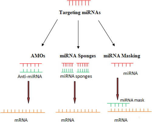 Figure 2. Manipulation of miRNA and the use of miRNA as potential therapeutic tool. Several strategies are used to knockdown the expression of target miRNA, namely AMOs, miRNA sponges, and miRNA masking.
