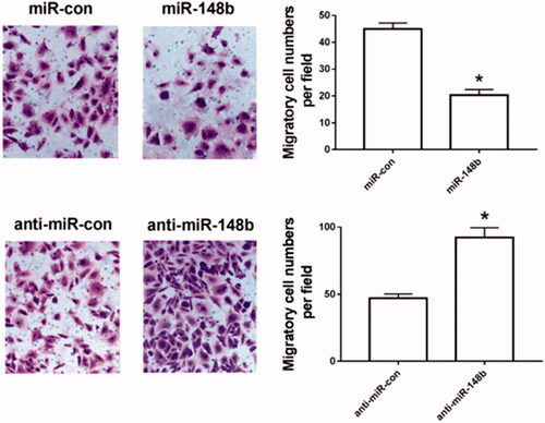 Figure 3. Effects of miR-148b intervention on Schwann cell migration. Compared with miR-con group, *P < .05; compared with anti-miR-con group, #P < .05.