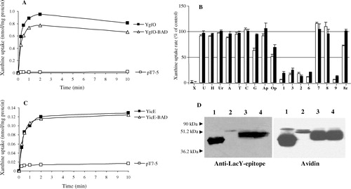 Figure 5. Transport analysis and expression levels of YgfO-BAD and YicE-BAD. E. coli T184 harbouring pT7–5/ygfO, pT7–5/ygfO-BAD or pT7–5 alone (panels A and B) or pT7–5/yicE, pT7–5/yicE-BAD or pT7–5 alone (panel C) was grown, induced and assayed for transport of [3H]xanthine (1 µM), in the absence (A, C) or presence (B) of the indicated non-radiolabelled nucleobases (1 mM), as described in the legend to Figures 2 and 4. In parallel experiments, membrane fractions of induced T184 harbouring pT7–5/melY-BAD (as a control; Frillingos & Kaback, [Citation2001]) (lane 1) or pT7–5/yicE-BAD (lane 2) or pT7–5/ygfO-BAD (lanes 3 and 4) were prepared and subjected to immunoblot analysis (100 µg of protein per lane) (panel D), as described in Methods. Proteins on the blot were probed both with anti-LacY-epitope antibody and with HRP-conjugated avidin, as indicated. Migration positions of prestained molecular weight standards (Bio-Rad, low range) are shown on the left (panel D). Nucleobases and analogues used in panel B for analysis of YgfO-BAD (dark-coloured bars) and YgfO (light-coloured bars) were: X, xanthine; U, uric acid; H, hypoxanthine; Ur, uracil; A, adenine; T, thymine; C, cytosine; G, guanine; Ap, allopurinol; Op, oxypurinol; 1, 1-methylxanthine; 3, 3-mthylxanthine; 2, 2-thioxanthine; 6, 6-thiolxanthine; 7, 7-methylxanthine; 8, 8-methylxanthine; 9, 9-methylxanthine; 8z, 8-azaxanthine.