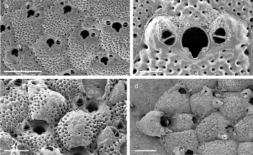 Figure 28. Schizoporella magnifica. (a) Autozooids. (b) Orifice and lateral avicularia. (c) Ovicells. (d) Ancestrula with early astogenetic autozooids. Scales: (a) 500 µm; (b) 100 µm; (c, d) 200 µm.