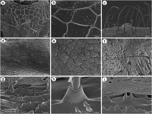 Figure 6. SEM of body surfaces of alate viviparous female of S. yushanensis: (a) pedicel with polygonal strengthenings, (b) ultrastructure of the strengthenings on the pedicel, (c) head cuticle with trichoid sensilla, (d) surface of abdominal dorsum, (e) ultrastructure of the dorsal cuticle, (f) structure of trichoid sensillum on the abdomen, (g) ultrastructure of the cuticle of ABD VII and VIII, (h) ultrastructure of trichoid sensilla socket and projections on the cuticle, (i) ultrastructure of dorsal cuticle with and without waxy secretion.