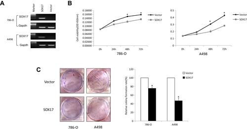 Figure 4 SOX17 inhibits RCC cell growth. (A) Ectopic expression of SOX17 was demonstrated using RT-PCR in 786-O and A498 cells after pLVX-IRES-ZsGreen1-SOX17 or pLVX-IRES-ZsGreen1 infection. (B) Cell growth curve showed an inhibitory effect of SOX17 on cell growth, as determined using the CCK-8 assay, *p<0.05. (C) Ectopic expression of SOX17 suppressed the colony formation ability of RCC cells, the experiment was performed in three replicates and presented as the mean ± standard deviation, *p<0.05.