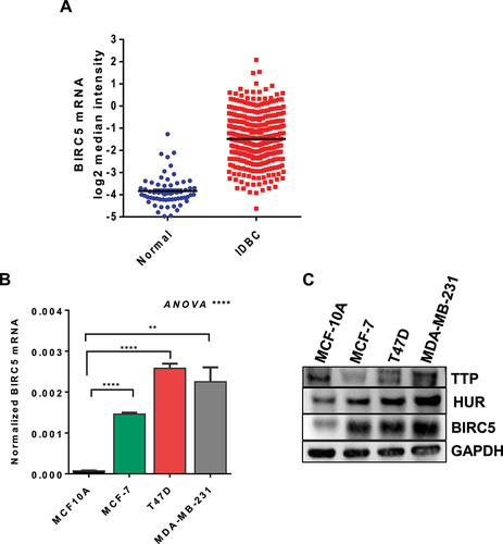 Figure 1. BIRC5 expression in breast cancer. (A) BIRC5 mRNA expression in invasive ductal breast cancer patients compared with normal patients. (B and C) BIRC5 mRNA and protein expression in the breast cancer cell lines MDA-MB-231, MCF-7, and T47D and the normal mammary cell line MCF10A. TTP and HuR protein levels were also examined in these cells. Cells were seeded in 6-well plates overnight. RNA and protein were extracted the following day for RT-qPCR and immunoblotting. BIRC5 mRNA was quantified using TaqMan specific primers and normalized to endogenous RPLPO. Protein levels were detected using anti-BIRC5, anti-TTP, and anti-HuR antibodies and normalized to GAPDH as the endogenous control. Results are from one experiment representative of three independent experiments. Statistical significance was achieved by one-way ANOVA with Dunnett's post-hoc multiple comparison test using MCF10A as the control, ****P < 0.0001.