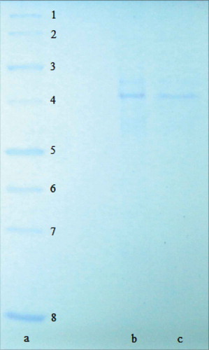 FIGURE 2 Sodium dodecylsulphate–polyacrylamide gel electrophoresis (SDS-PAGE) band of LPO. Column “c” is purified LPO from bovine milk by Sepharose 4B-L-Tyrosine sulphanilamide affinity column chromatography. Column “a” is standard proteins (Line 1: 250 kDa, Line 2: 150 kDa, Line 3: 100 kDa, Line 4: 70 kDA, Line 5: 50 kDA, Line 6: 40 kDA, Line 7: 30 kDA, Line 8: 20 kDa, Line 9: 15 kDa).