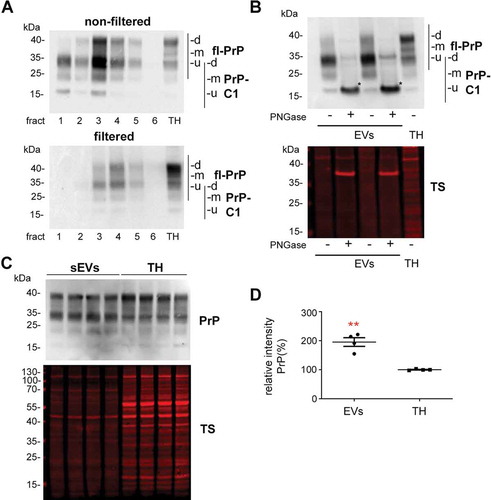 Figure 4. Brain EVs are enriched in PrP and its C1 fragment. (A) Representative western blots of the six fractions obtained after sucrose gradient centrifugation of non-filtered (EVs) and filtered EVs (sEVs) probed with POM1 antibody. A total homogenate (TH) was loaded for comparison. Note that PrP in the TH presents with a prominent diglycosylated full-length band (fl-PrP) at 43 kDa followed by two lowerbands, corresponding to mono- and unglycosylated PrP, respectively. In EVs, a major band at 34 kDa is presented which could either correspond to unglycosylated fl-PrP or to its diglycosylated truncated C1 fragment (PrP-C1). (B) Representative Western blots of EV fractions 3 and 4 treated (+) or not (-) with PNGase F and probed with POM1 and total protein staining (TS). The PNGase digestion reveals that the major band at 34 kDa present in the EVs corresponds to the C1 fragment (marked with an asterisk). (C) Representative Western blots of pooled sEVs (n = 4) compared to their respective total brain homogenates (TH) probed with POM1 and total protein staining (TS). (D) Scatter plot showing the quantification of the comparison between total PrP in the TH versus sEVs. PrP shows a significant twofold increase in sEVs relative to the TH. Each lane was first referred to its total protein staining and then the means for total PrP in sEVs and TH were compared. The mean, SEM and p-values are stated in the main text.