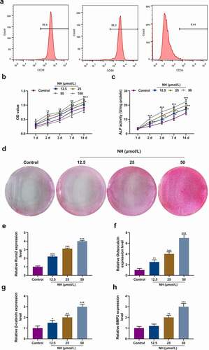 Figure 2. NH promoted proliferation and osteogenic differentiation of BMSCs. (a) Flow cytometry was used to identify standard markers (CD29, CD90 and CD34) for BMSCs. (b) The effects of NH on BMSCs viability were detected by CCK-8 on day 1, 2, 3, 7, and 14 after the treatment with different concentrations of NH. (c) ALP assay kit was used to detect the ALP activity of each group on day (s) 1, 2, 3, 7 and 14 after treatment with different concentrations of NH. (d) Alizarin Red S staining was used for mineralized matrix deposition. (e-h) RT-qPCR was used for the detection of osteoblast markers (Runx2, Osteocalcin, β-catenin, BMP2) after BMSCs treated with different concentrations of NH. (BMSCs: bone mesenchymal stem; RT-qPCR: real-time quantitative polymerase chain reaction; NH: Neohesperidin; CCK-8: Cell Counting Kit-8; *P < 0.05, **P < 0.01, ***P < 0.001 vs. control).