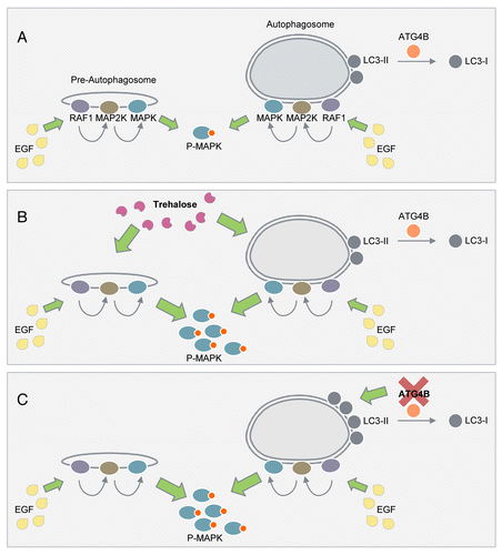 Figure 1. An unconventional function of autophagic structures in the regulation of MAPK phosphorylation. (A) We propose that phagophores and autophagosomes serve as cellular signaling platforms that allow the RAF1-MAP2K-MAPK signaling cascade to dock on the surface to facilitate EGF-induced MAPK phosphorylation. (B) Acute exposure to trehalose that increases LC3-II content and autophagy without interfering with the MTOR pathway increases MAPK phosphorylation. (C) Increasing LC3-II availability by silencing ATG4B, which decreases LC3-II recycling, associates with increased MAPK phosphorylation.