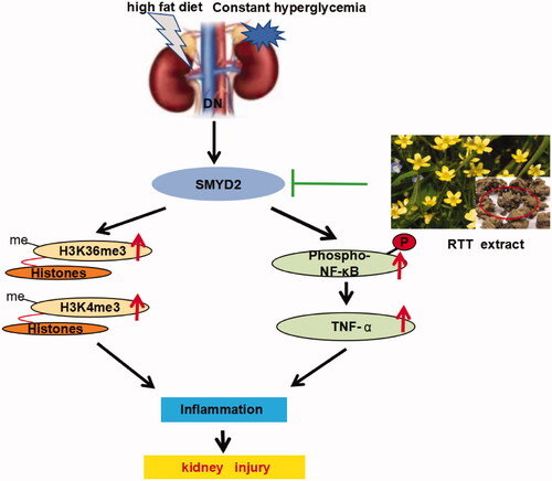 Figure 7. Proposed mechanisms of RTT extract inhibition SMYD2 mediated fibrotic effects in the kidney.