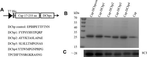 Figure 1 Construction and expression of DC-binding peptide-fused Cap proteins.