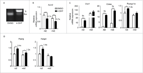 Figure 2. Inhibition of Wnt signaling genetically enhances browning (A) Porcn deletion in Rosa26-CreERT2/Porcnfl/fl mice upon addition of 4-hydroxytamoxifen (4-OHT). Δ: PCR product after Porcn is deleted. (B-D) SVF was isolated from inguinal fat pads of Rosa26-CreERT2/Porcnfl/fl mice and differentiated to adipocytes in the presence or absence of 4-OHT to delete Porcn. RNA was extracted at Day 6 of differentiation. qPCR analysis of Wnt signaling gene (Axin2) (B), BAT genes (Ucp1, Cidea, Ppargc1a) (C), and pan-adipocyte genes (Pparg, Fabp4) (D) on RNA extracted at Day 6 according to scheme 1(A). Shown is the relative mRNA expression values normalized with the housekeeping gene Rpl23. The fold of induction or % of inhibition is indicated when the change is significant and relevant. All data are presented as mean ± SEM by Student's t-test. * p < 0.05, ** p < 0.01 and *** p < 0.001 comparing with the control model.