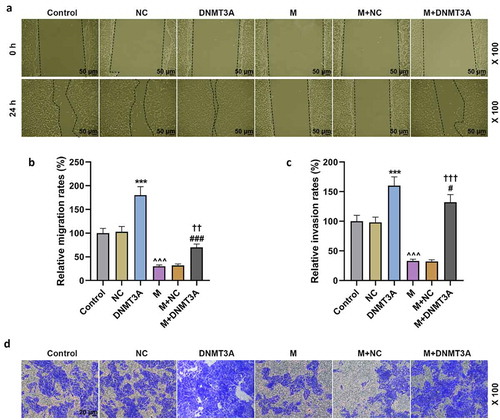 Figure 6. Overexpressed DNMT3A counteracted the inhibitory effect of miR-206 mimic on the migration and invasion of HemECs