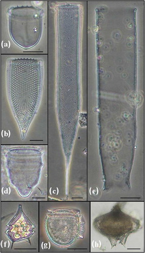 Fig. 5  (a) Acanthostomella norvegica. (b) Parafavella denticulata. (c) Parafavella gigantea. (d) Ptychocylis obtusa. (e) Leprotintinnus pellucidus. (f) Protoperidinium bipes. (g) Dinophysis rotundata. (h) Protoperidinium cf. curtipes. All scale bars are 20 µm in length.