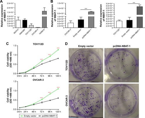 Figure 2 Overexpressed NBAT-1 inhibits OC cell proliferation in vitro.
