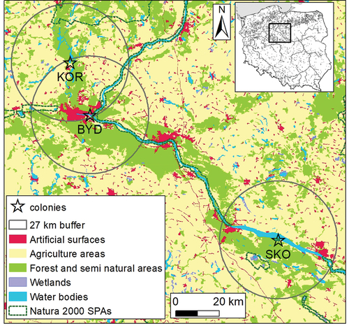 Figure 1. Location of the colony: KOR - Koronowo, BYD - Bydgoszcz, SKO - Skoki Duże. Main habitat types according to the corine land cover CLC2012 model, level 1; https://land.copernicus.eu/pan-european/corine-land-cover/clc-2012). Natura 2000 SPAs – boundaries of Special Protection areas under the EU Birds Directive.