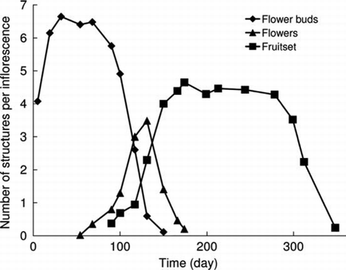 Figure 2  Presence of flower buds, flowers and fruitset over time. Data correspond to the average number of structures per inflorescence (54 inflorescences, 5 trees).