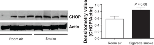 Figure 4 Cigarette smoke exposure induces a trend increase in CHOP expression in guinea pig lungs. Guinea pigs (n = 4 for each group) exposed to 12 weeks of cigarette smoke were sacrificed, protein collected from their lungs and CHOP and actin Western blots were performed (A). B) Densitometry confirmed a trend increase in CHOP protein levels.