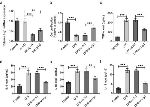 Figure 2. Silencing of Lrg1 ameliorates the inflammation of LPS-induced mouse hippocampal neuronal cells. (a) Lrg1 expression was evaluated by RT-qPCR. (b) Cell viability was detected using a CCK-8 assay. ELISA analysis was to test the levels of inflammatory factors (c) TNF-α, (d) IL-6, (e) IL-1β and (f) IL-18. **P<0.01, ***P<0.001.