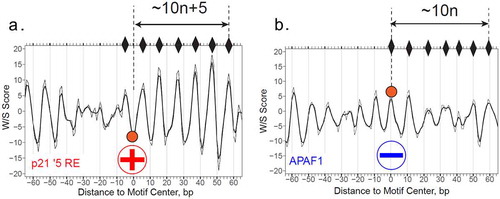 Figure 7. Structure-aided prediction of p53 BS accessibility in nucleosomal DNA. (a and b) W/S score profiles for DNA sequences containing two p53 REs, p21 5′ RE (a) and APAF1 RE (b). The W/S scores are calculated as described in the “Materials and Methods” section. The centers of the REs (position 0) are denoted by filled circles. The peaks of the profiles corresponding to the favorable positions of nucleosome dyads are indicated by diamonds. The distances between the RE centers and the dyad positions are presented (in base pairs). The raw data are shown in thin lines and the three-point running averages are in thick lines. The circled “+” signs and “−” signs indicate that the p21 5′ RE is accessible for p53 binding, while the APAF1 RE is inaccessible to p53 (when p53 RE is embedded in a nucleosome)