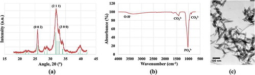 Figure 1. (a) XRD pattern (solid line) of carbonated hydroxyapatite (CHA) with XRD peaks of synthetic HA (ICDD: 09–0432, dotted line) (b) FTIR spectrum and (c) TEM image of CHA synthesised.