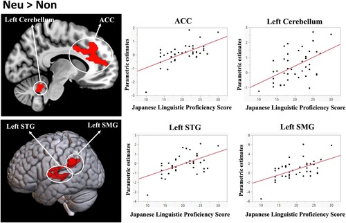 Figure 3. Brain areas correlated with linguistic proficiency for neutral words. Brain regions showing a positive correlation with Japanese (LX) linguistic proficiency scores in the [Neu > Non] contrast include: ACC (anterior cingulate cortex), left cerebellum, Left STG (superior temporal gyrus), and Left SMG (supramarginal gyrus). FWE-corrected p < .05 at the cluster-level in the whole brain. Y-axis: mean parametric estimates for each area; X-axis: Japanese linguistic proficiency scores.