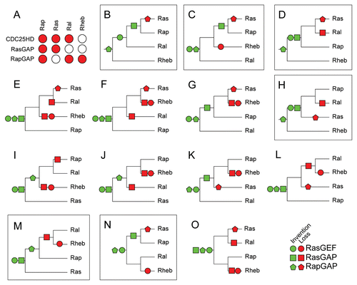 Figure 5 Evolutionary reconstruction of the Ras, Ral, Rap and Rheb GTPases based on co-evolution with their regulatory domains. (A) Matrix describing for each GTPase subtype which regulatory domain is active. (B–O) All scenarios possible for the order of duplications that gave rise to Ras, Rap, Ral and Rheb. For each scenario we reconstructed the order of invention and loss of regulation by the regulatory domains to fit the observed regulation of the GTPases as depicted in (A). Parts that exhibit the minimal number of events needed to fit the matrix in (A), (B) (4) and (C, D, H, M and N) (5 events) are marked.