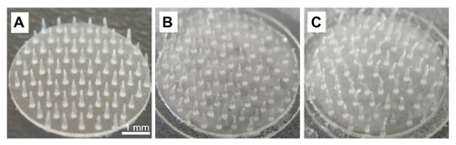 Figure 8 Swelling of microneedles after inserting into human skin: (A) before patching; (B) 1 hour after patching; (C) 3 hours after patching.