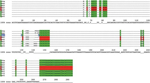 Figure 4. Alignment of sequences amplified by using primer pair 7226-aad.The alignment of sequences amplified by using primer pair 7226-aad is shown. Each sequence represents one of the following species: Gadus chalcogrammus (Gcha), G. macrocephalus (Gmac), G. morhua (Gmor), Merluccius merluccius (Mmer), M. paradoxus (Mpar), M. Merlangus (Mmel), P. virens (Pvir) and P. pollachius (Ppol). Primer pair 7226-aad produces genera-specific amplicons in terms of length. Moreover, as highlighted by colours, there are different single base positions on this locus that, taken all together into account, can be used to distinguish Merluccius genus (in red) from the others (in green); in particular, Gadus morhua has two peculiar variations (highlighted in blue).