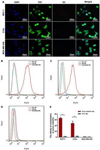 Figure 4 In vitro affinity of nanobubbles for cells. (A) Observation of DiI-labeled PTX-AMD070 NBs binding to MCF-7 cells, C33a cells, and MDA-MB-468 cells under a laser confocal microscope. The nuclei are stained blue; the cell membrane is stained with DiO (green); PTX-AMD070 NBs are stained with DiI (red). (B) Analysis of affinity between nanobubbles and MCF-7 cells determined by flow cytometry. (C) Analysis of affinity between nanobubbles and C33a cells determined by flow cytometry. (D) Analysis of affinity between nanobubbles and MDA-MB-46 cells determined by flow cytometry. (E) Quantitative analysis of affinity between the two types of nanobubbles and three types of cells. *There was significant difference between the cell binding ability of PTX-AMD070 NBs and PTX NBs (P<0.05).